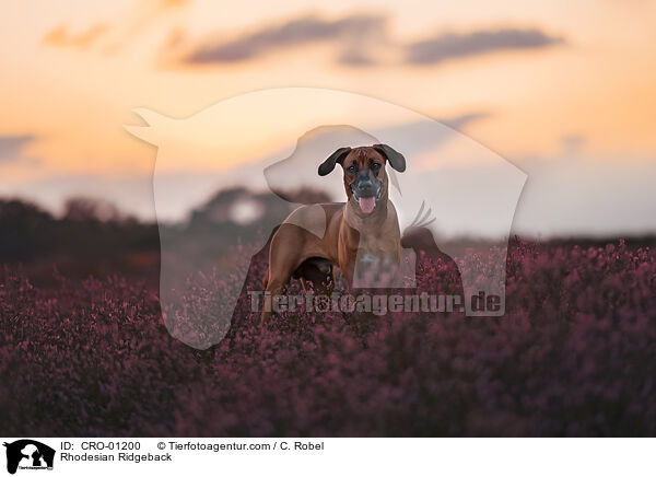Rhodesian Ridgeback / Rhodesian Ridgeback / CRO-01200