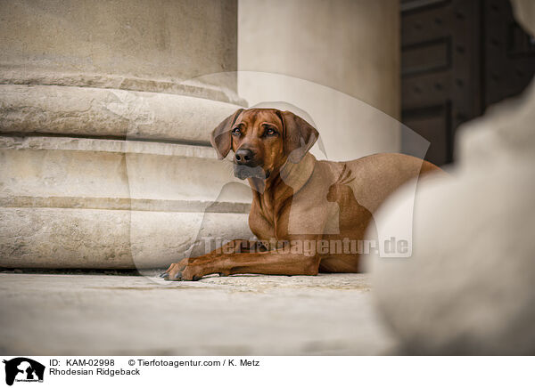 Rhodesian Ridgeback / KAM-02998