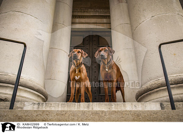 Rhodesian Ridgeback / KAM-02999