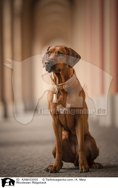 Rhodesian Ridgeback / KAM-03000