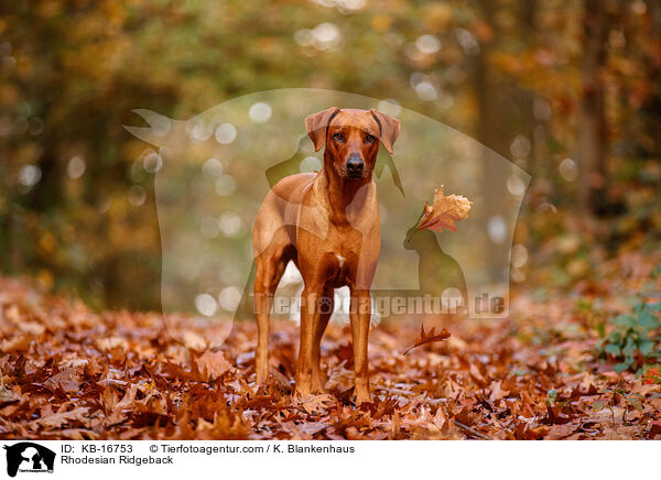 Rhodesian Ridgeback / Rhodesian Ridgeback / KB-16753