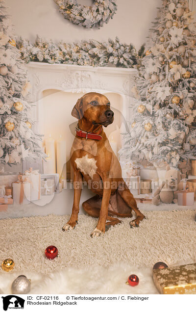 Rhodesian Ridgeback / CF-02116