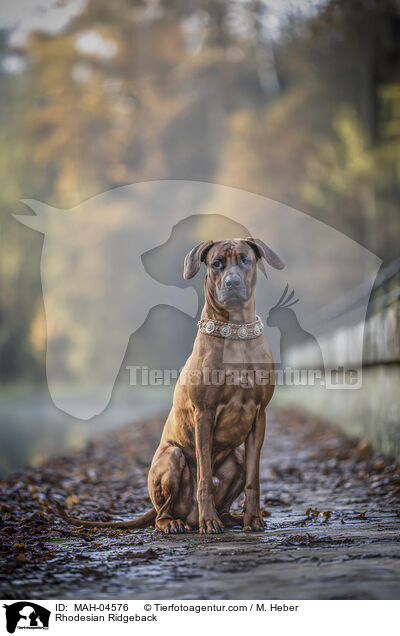Rhodesian Ridgeback / Rhodesian Ridgeback / MAH-04576