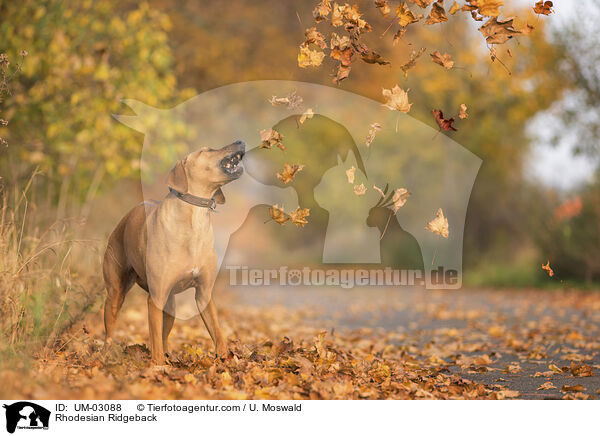 Rhodesian Ridgeback / Rhodesian Ridgeback / UM-03088