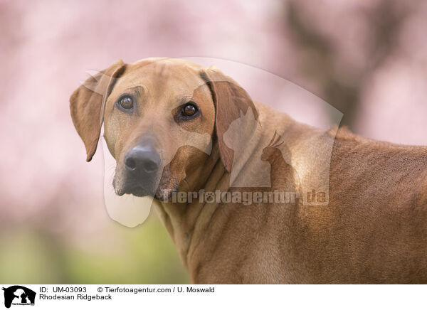 Rhodesian Ridgeback / UM-03093
