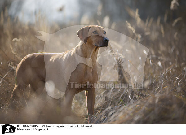 Rhodesian Ridgeback / Rhodesian Ridgeback / UM-03095