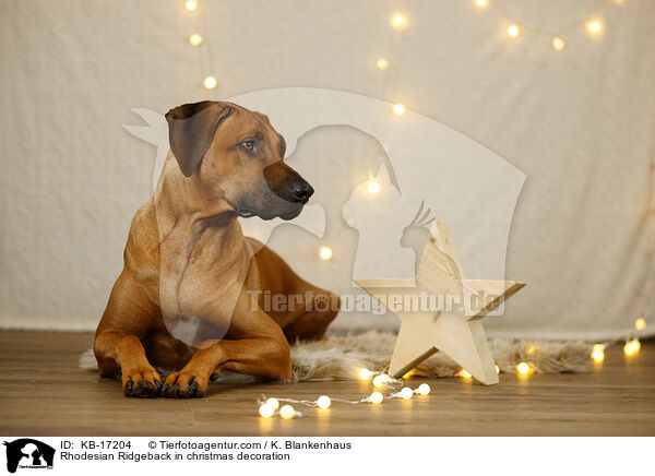 Rhodesian Ridgeback in Weihnachtsdekoration / Rhodesian Ridgeback in christmas decoration / KB-17204