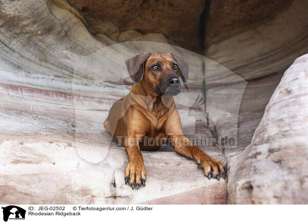 Rhodesian Ridgeback / JEG-02502