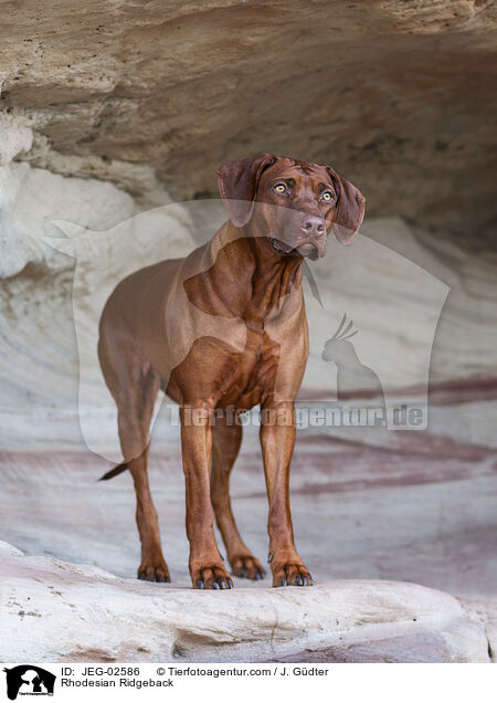 Rhodesian Ridgeback / Rhodesian Ridgeback / JEG-02586