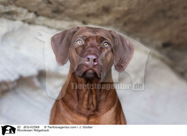 Rhodesian Ridgeback / Rhodesian Ridgeback / JEG-02588