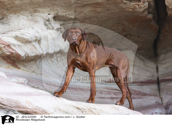 Rhodesian Ridgeback / Rhodesian Ridgeback / JEG-02590