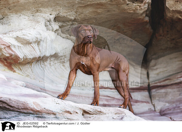 Rhodesian Ridgeback / Rhodesian Ridgeback / JEG-02592