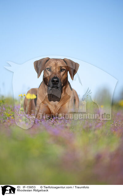 Rhodesian Ridgeback / Rhodesian Ridgeback / IF-15853