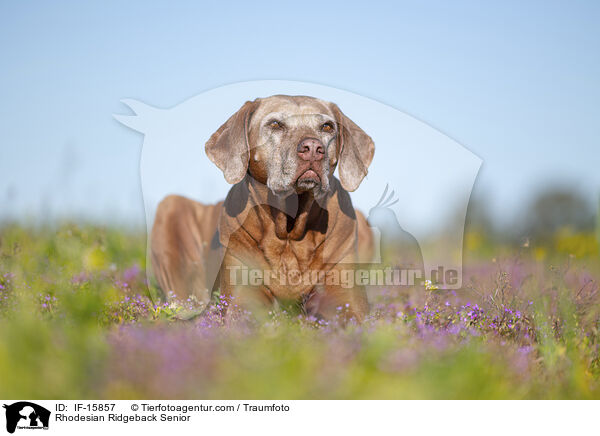 Rhodesian Ridgeback Senior / Rhodesian Ridgeback Senior / IF-15857