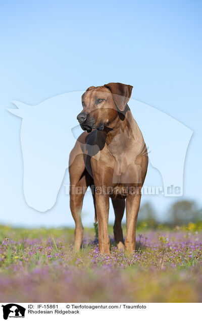 Rhodesian Ridgeback / Rhodesian Ridgeback / IF-15861