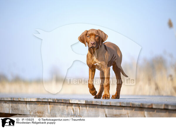 Rhodesian Ridgeback Welpe / Rhodesian Ridgeback puppy / IF-15925