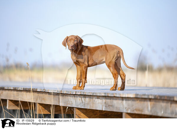 Rhodesian Ridgeback Welpe / Rhodesian Ridgeback puppy / IF-15929
