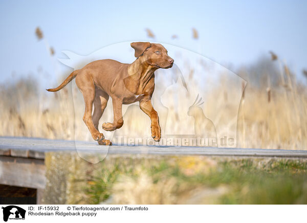 Rhodesian Ridgeback Welpe / Rhodesian Ridgeback puppy / IF-15932