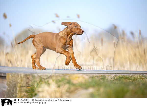 Rhodesian Ridgeback Welpe / Rhodesian Ridgeback puppy / IF-15933