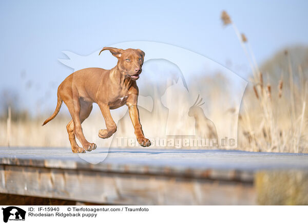Rhodesian Ridgeback Welpe / Rhodesian Ridgeback puppy / IF-15940