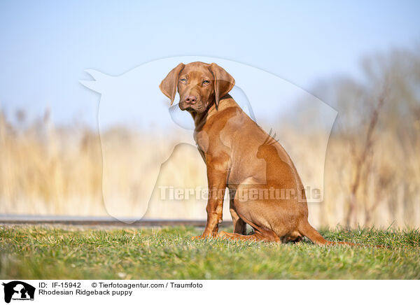 Rhodesian Ridgeback Welpe / Rhodesian Ridgeback puppy / IF-15942