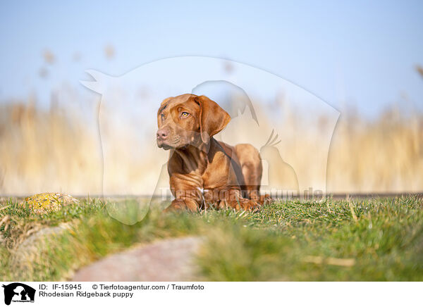 Rhodesian Ridgeback Welpe / Rhodesian Ridgeback puppy / IF-15945