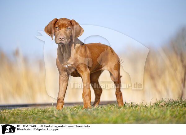 Rhodesian Ridgeback Welpe / Rhodesian Ridgeback puppy / IF-15949