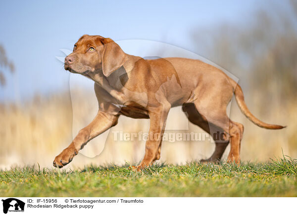 Rhodesian Ridgeback Welpe / Rhodesian Ridgeback puppy / IF-15956
