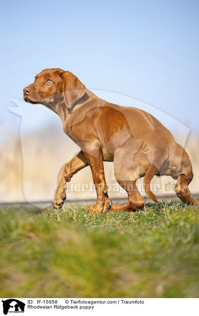 Rhodesian Ridgeback Welpe / Rhodesian Ridgeback puppy / IF-15958