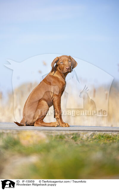 Rhodesian Ridgeback Welpe / Rhodesian Ridgeback puppy / IF-15959