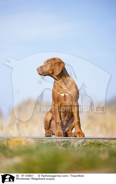 Rhodesian Ridgeback Welpe / Rhodesian Ridgeback puppy / IF-15961