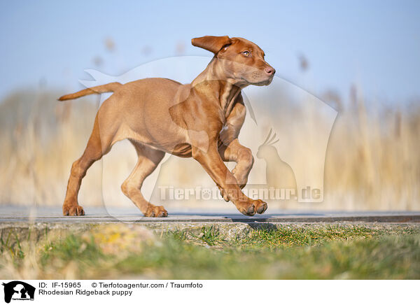 Rhodesian Ridgeback Welpe / Rhodesian Ridgeback puppy / IF-15965