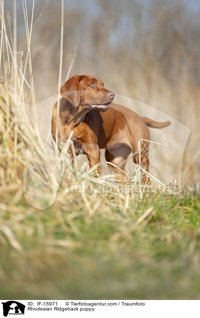 Rhodesian Ridgeback Welpe / Rhodesian Ridgeback puppy / IF-15971