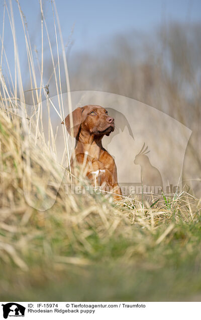 Rhodesian Ridgeback Welpe / Rhodesian Ridgeback puppy / IF-15974