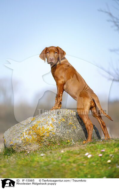 Rhodesian Ridgeback Welpe / Rhodesian Ridgeback puppy / IF-15985