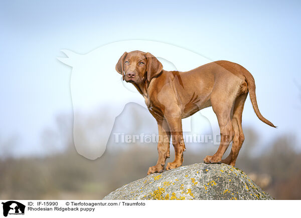 Rhodesian Ridgeback Welpe / Rhodesian Ridgeback puppy / IF-15990