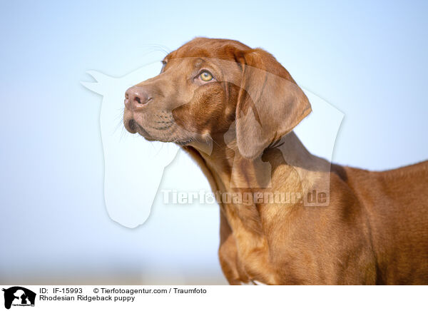 Rhodesian Ridgeback Welpe / Rhodesian Ridgeback puppy / IF-15993