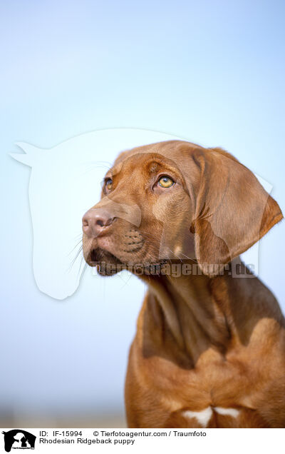 Rhodesian Ridgeback Welpe / Rhodesian Ridgeback puppy / IF-15994