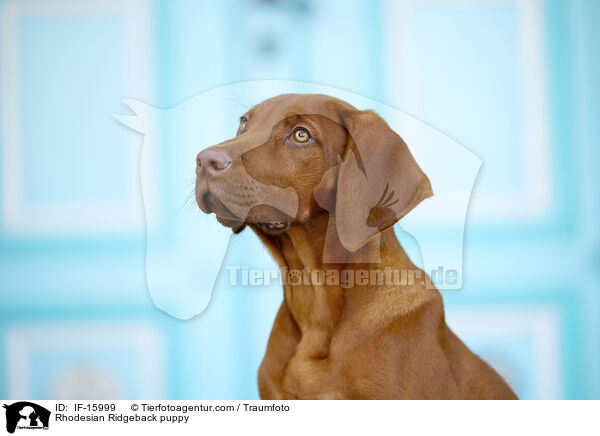 Rhodesian Ridgeback Welpe / Rhodesian Ridgeback puppy / IF-15999