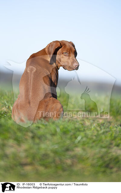 Rhodesian Ridgeback Welpe / Rhodesian Ridgeback puppy / IF-16003