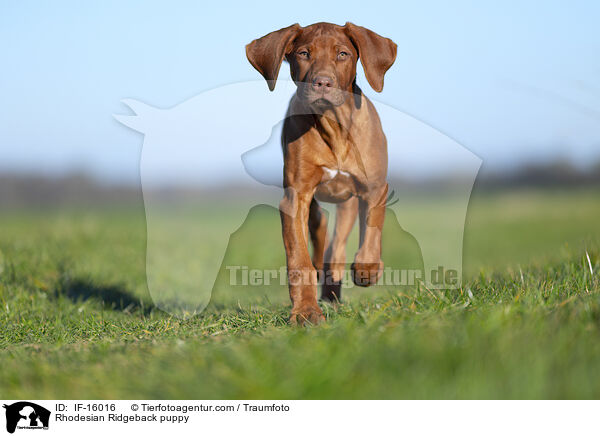 Rhodesian Ridgeback Welpe / Rhodesian Ridgeback puppy / IF-16016