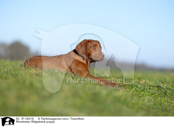 Rhodesian Ridgeback Welpe / Rhodesian Ridgeback puppy / IF-16019