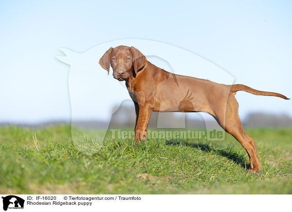 Rhodesian Ridgeback Welpe / Rhodesian Ridgeback puppy / IF-16020