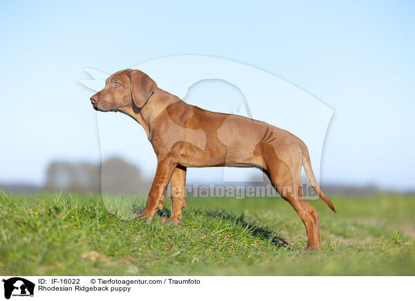 Rhodesian Ridgeback Welpe / Rhodesian Ridgeback puppy / IF-16022