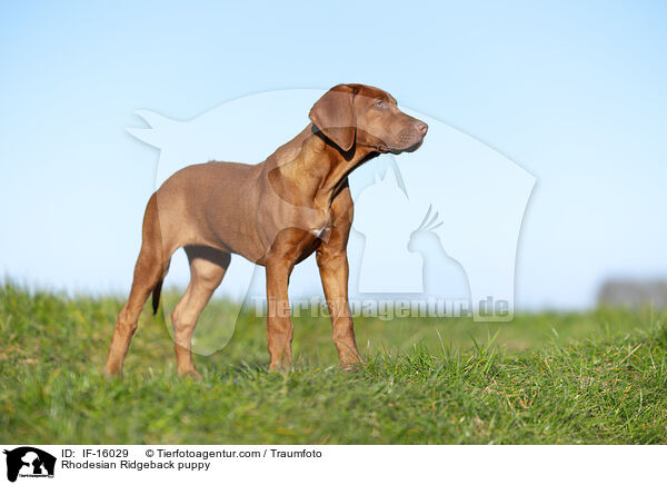 Rhodesian Ridgeback Welpe / Rhodesian Ridgeback puppy / IF-16029