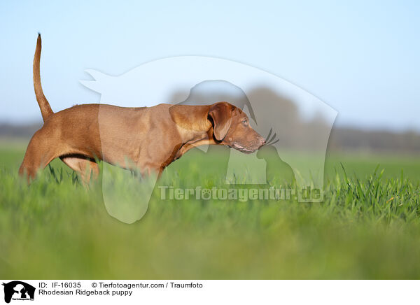 Rhodesian Ridgeback Welpe / Rhodesian Ridgeback puppy / IF-16035