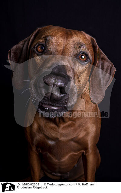 Rhodesian Ridgeback / Rhodesian Ridgeback / MHO-02008
