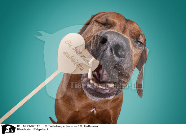 Rhodesian Ridgeback / Rhodesian Ridgeback / MHO-02013