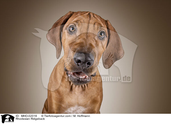 Rhodesian Ridgeback / Rhodesian Ridgeback / MHO-02016