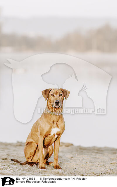 Rhodesian Ridgeback Hndin / female Rhodesian Ridgeback / NP-03858